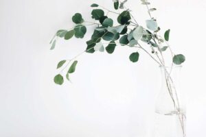 Good soil ministries home page picture is a plant with healthy leaves.